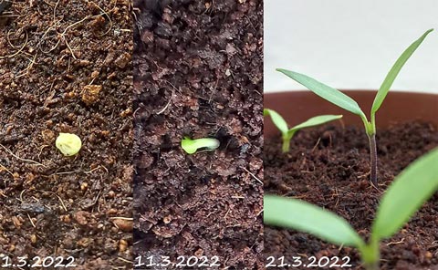 Entwickung einer Paprikapflanze vom Samen bis zum Keimling.
