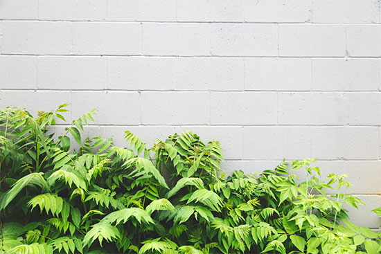 Pflanzen an einer Mauer